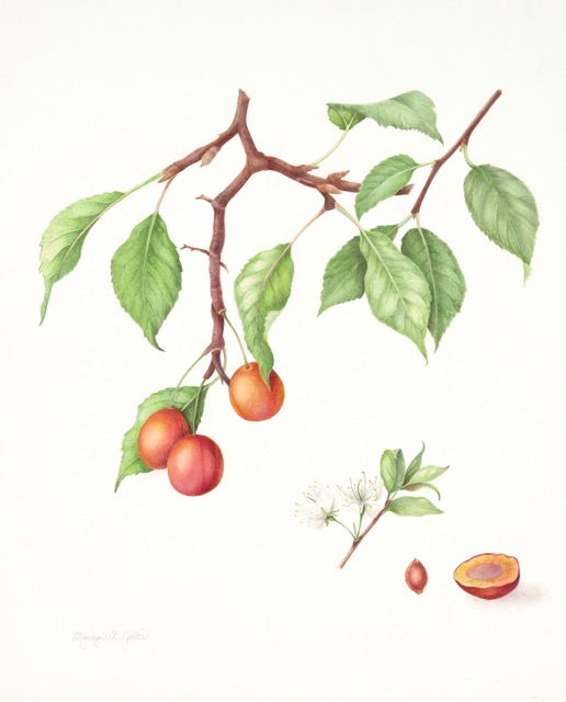 Wild Plum, Prunus americana, Marilyn Garber