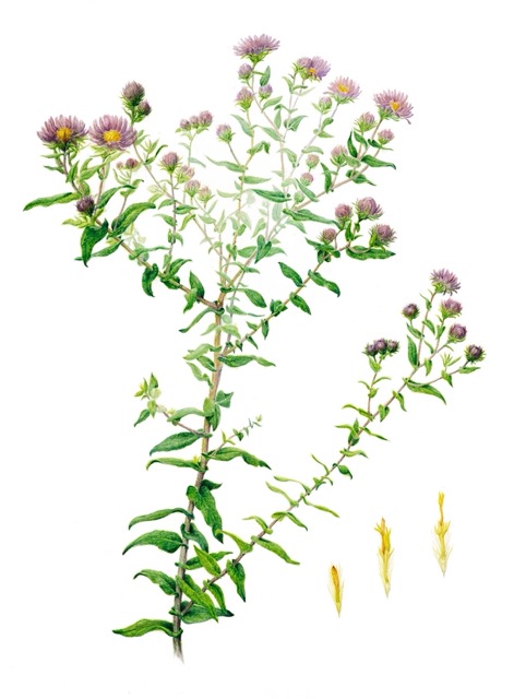 New England Aster, Symphyotrichum novae-angliae, Kathy Creger