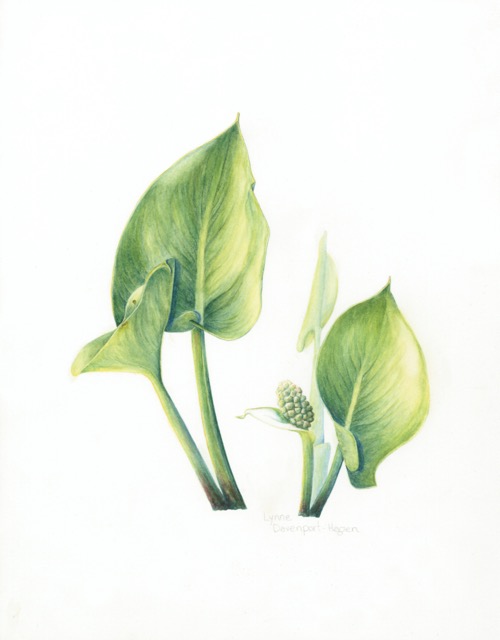 Wild Calla, Calla palustris, Lynne Hagen