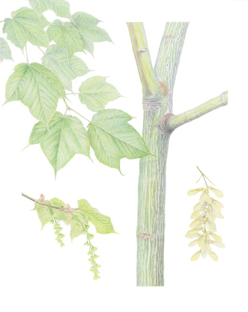 Striped Maple, Acer pennsylvanicum, Ben Lander