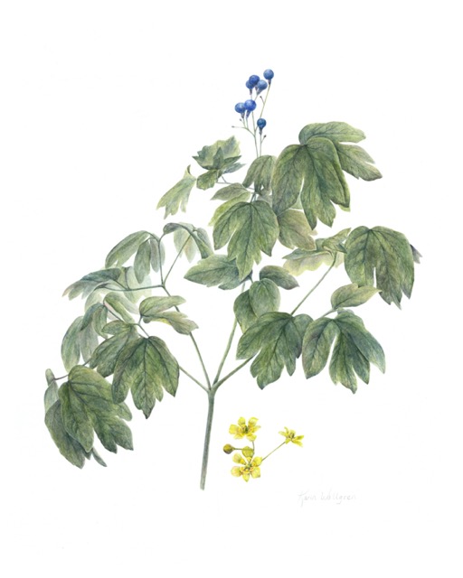 Blue Cohosh, Caulophyllum thalictroides, Karen Wallgren