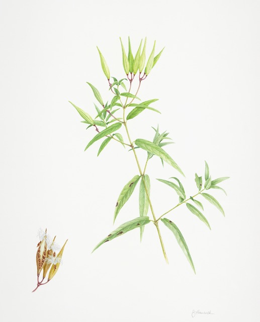 Swamp Milkweed, Asclepius incarnata, Jane Hancock
