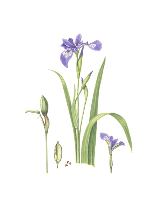 Blue Flag Iris, Iris versicolor, Shelley Bowman