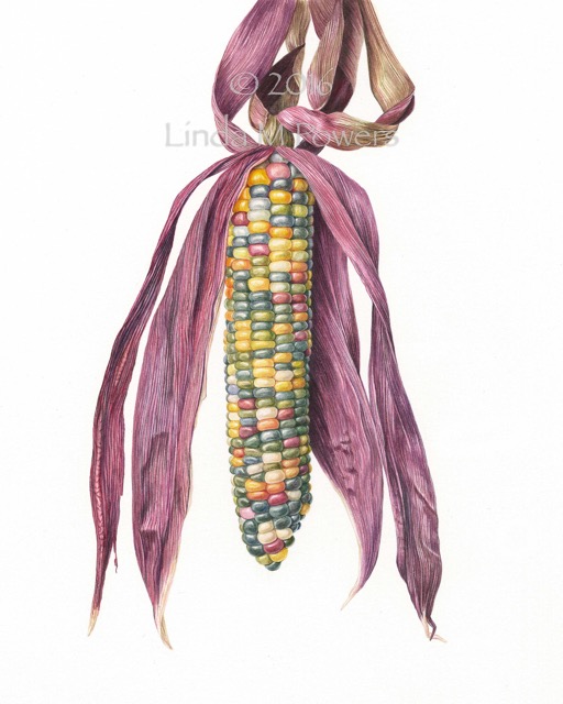 Indian Corn - Kathy Creger