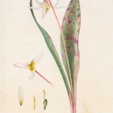 Garber Trout Lily.jpg