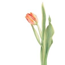 Tulip_Print.jpg