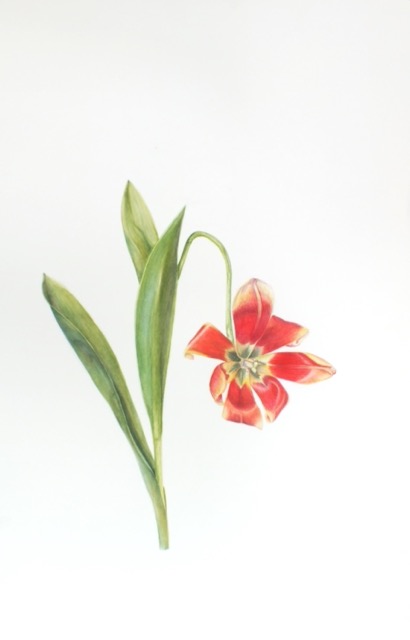 Tulip - Janet Goltz