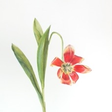 J Goltz Aged Tulip10h 300dpi.jpg