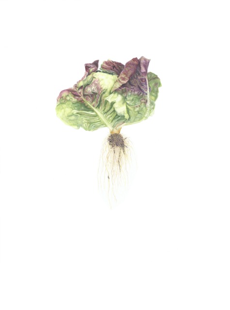 Boston Red Leaf Lettuce - Janet Goltz