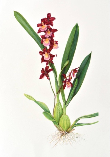 Burgundy Bliss Orchid - Janet Goltz