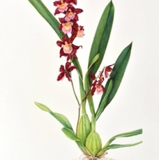 J Goltz Burgundy Bliss orchid 10h 300dpi.jpg