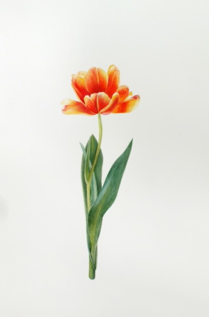 Tulip II - Janet Goltz