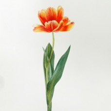 J Goltz Fresh Tulip 10h 300dpi.jpg
