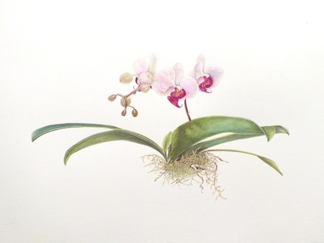 Moth Orchid - Janet Goltz