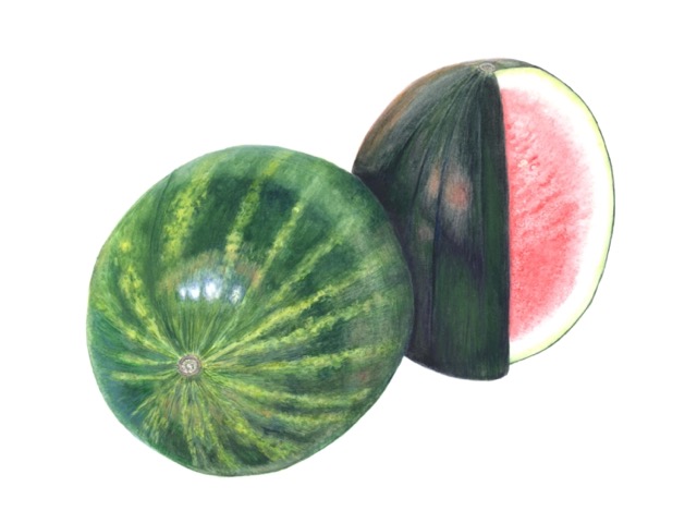 Watermelon - Janet Goltz