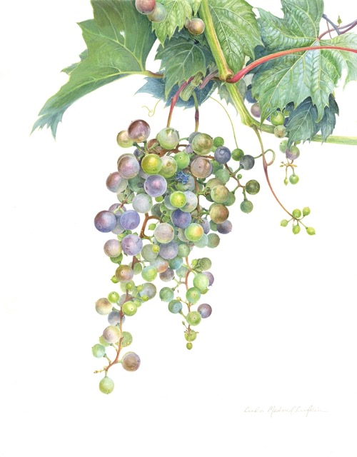 Wild Grapes - Linda Medved Lufkin
