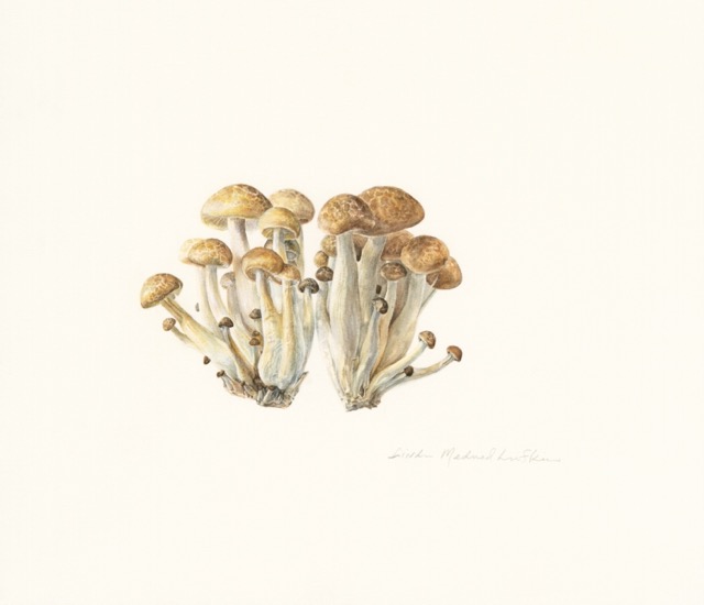 Beech Mushrooms - Linda Medved Lufkin