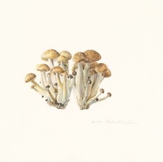 LML_Brown Beech Mushrooms_flat - Copy.jpg