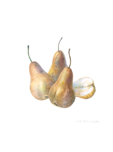 Three Pears - Linda Medved Lufkin