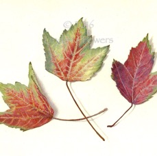 Fall Leaves Trio scan.jpg