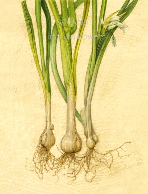 Wild Crafted Onions - Linda Powers