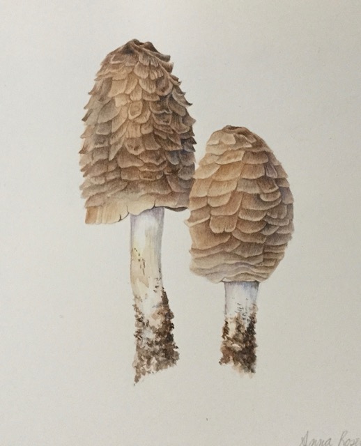 Mushrooms - Anna Rosenthal