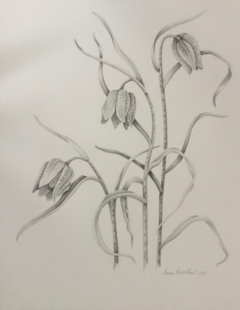 Fritillaria - Anna Rosenthal