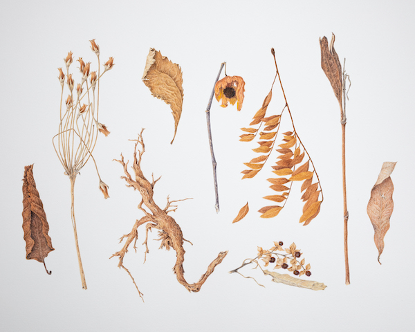 Fall Collection of Dried Plant Matter