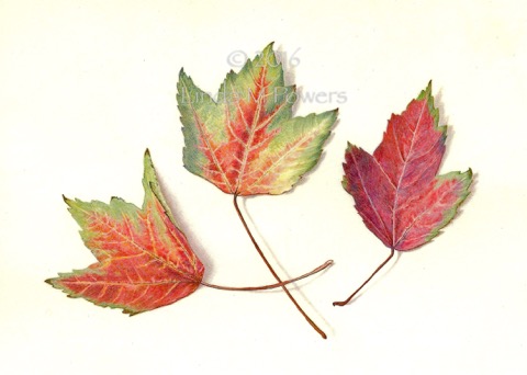Fall Leaves Trio scan